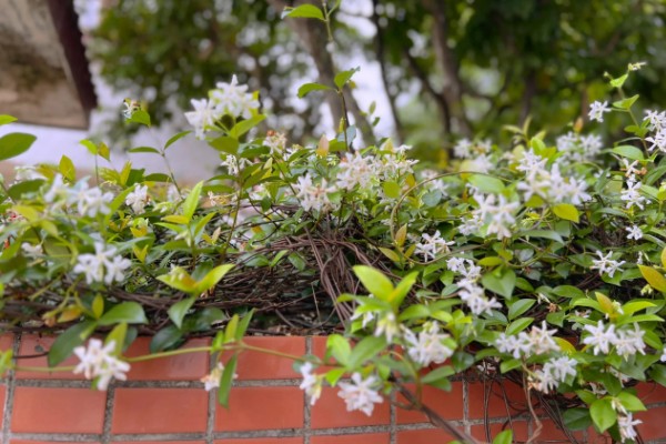 如何牵引风车茉莉，首先要搭建出一个支架来