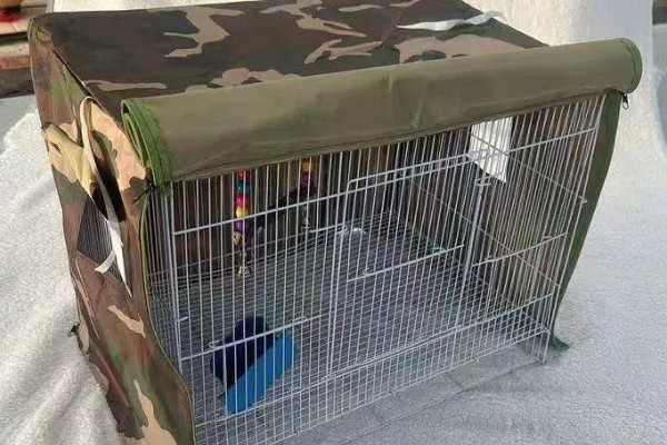 鹦鹉晚上会睡觉吗，鹦鹉晚上会睡觉