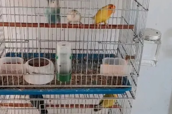 鹦鹉晚上会睡觉吗，鹦鹉晚上会睡觉