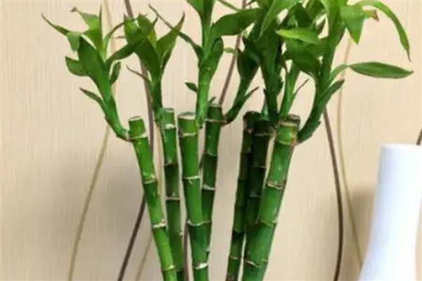 观音竹的养殖方法，选择透气性好的花盆为佳