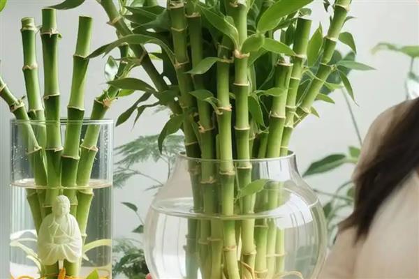 观音竹的养殖方法，选择透气性好的花盆为佳