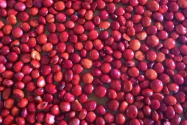 子叶发育成植物的什么部位，发育成植物的叶片