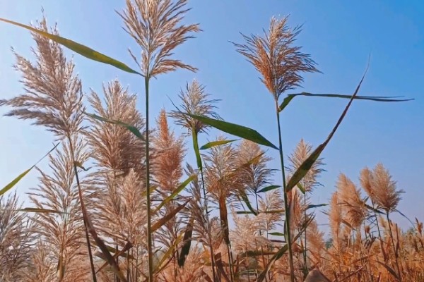 子叶发育成植物的什么部位，发育成植物的叶片