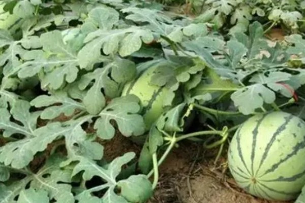 子叶发育成植物的什么部位，发育成植物的叶片