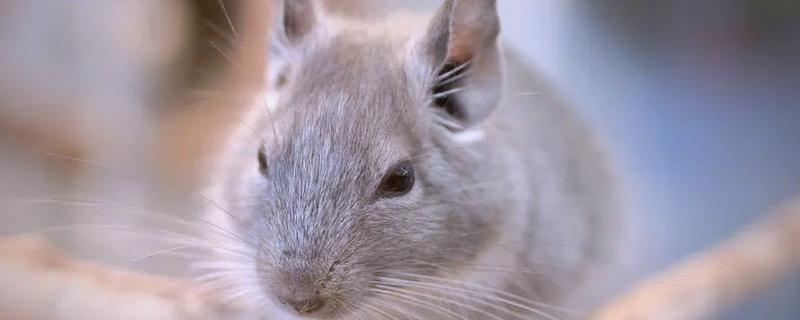 龙猫是哪种动物，是一种啮齿目豪猪亚目毛丝鼠科动物