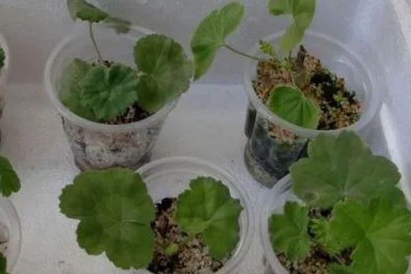 天竺葵怎么扦插,选择长势良好的枝条作为插穗