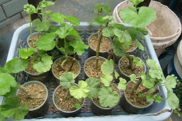 天竺葵怎么扦插,选择长势良好的枝条作为插穗