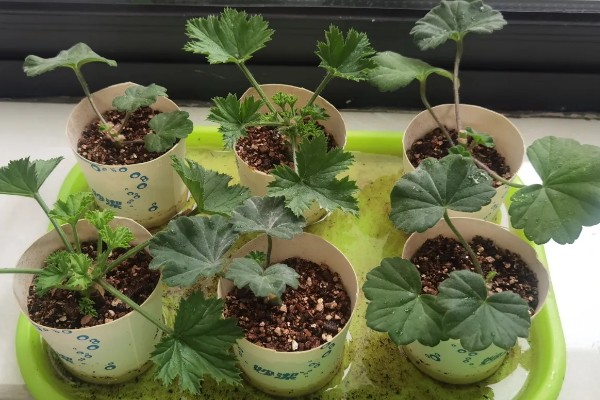 天竺葵怎么扦插,选择长势良好的枝条作为插穗