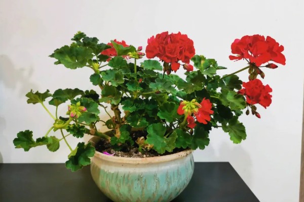 天竺葵怎么扦插,选择长势良好的枝条作为插穗