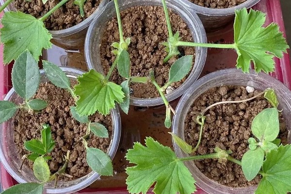 天竺葵怎么扦插,选择长势良好的枝条作为插穗