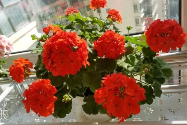 天竺葵怎么扦插,选择长势良好的枝条作为插穗