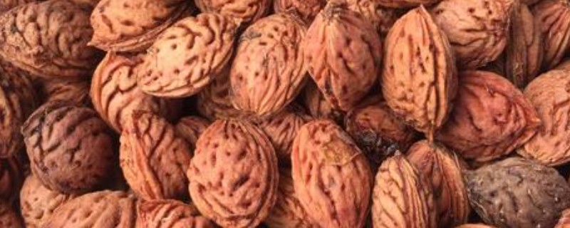 桃树种子如何快速发芽，秋季播种时要每隔3-5天浇一次水