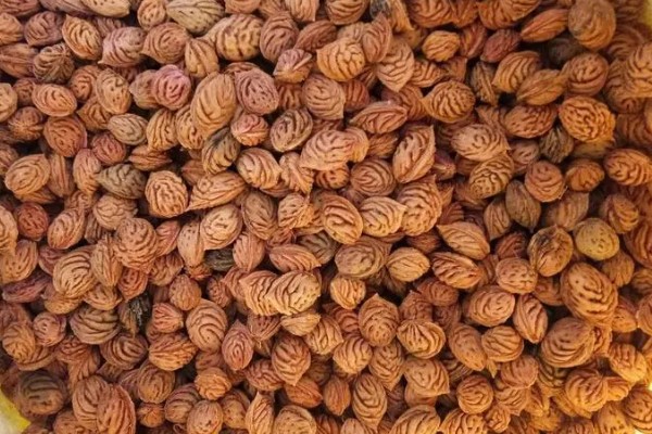 桃树种子如何快速发芽，秋季播种时要每隔3-5天浇一次水