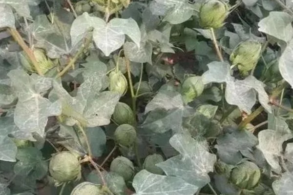 棉花生长在什么位置，棉花长在树上