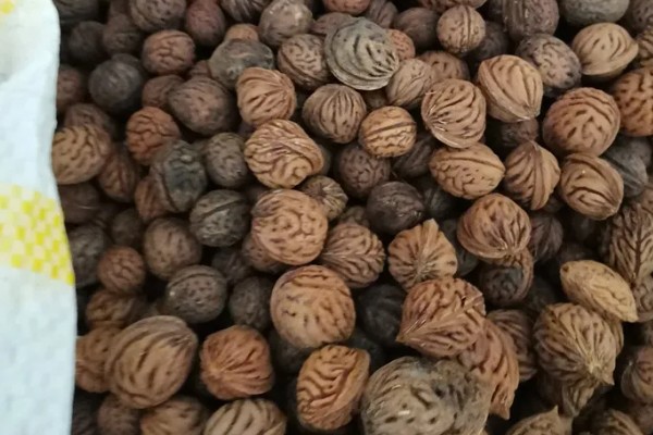 桃树种子如何快速发芽，秋季播种时要每隔3-5天浇一次水