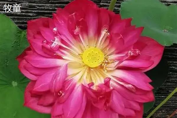 花中仙子是指什么花，是指荷花