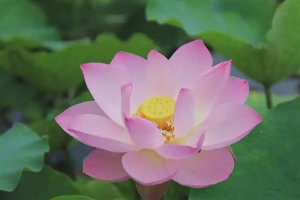 花中仙子是指什么花，是指荷花