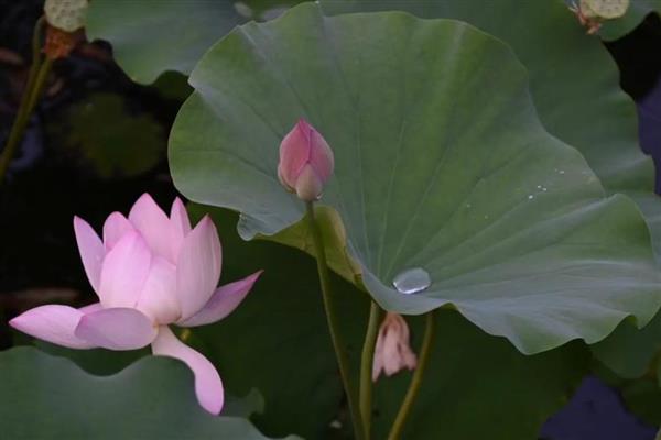 花中仙子是指什么花，是指荷花