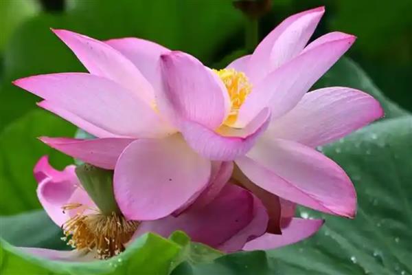 花中仙子是指什么花，是指荷花