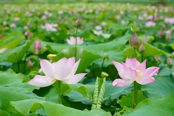 花中仙子是指什么花，是指荷花