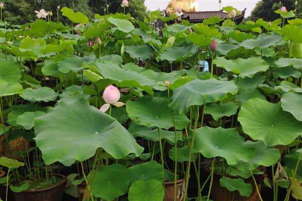 花中仙子是指什么花，是指荷花