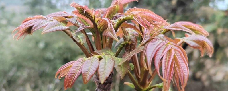 香椿芽怎样大规模种植，在秋季落叶后至早春发芽前定植