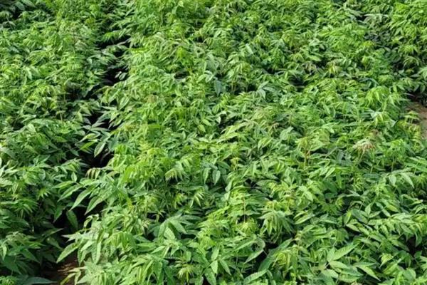 香椿芽怎样大规模种植，在秋季落叶后至早春发芽前定植