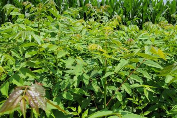 香椿芽怎样大规模种植，在秋季落叶后至早春发芽前定植