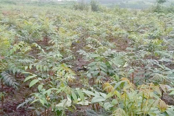 香椿芽怎样大规模种植，在秋季落叶后至早春发芽前定植