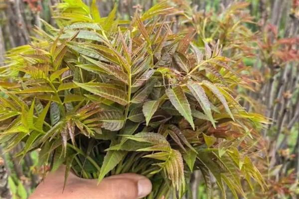 香椿芽怎样大规模种植，在秋季落叶后至早春发芽前定植