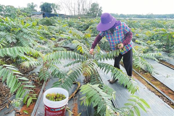 香椿芽怎样大规模种植，在秋季落叶后至早春发芽前定植