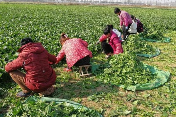 菠菜如何收割，直接从根部切下即可