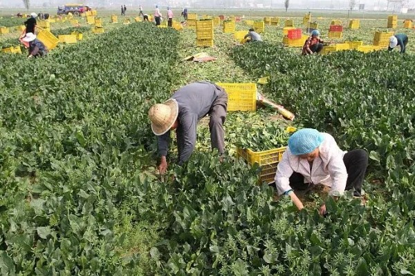 菠菜如何收割，直接从根部切下即可