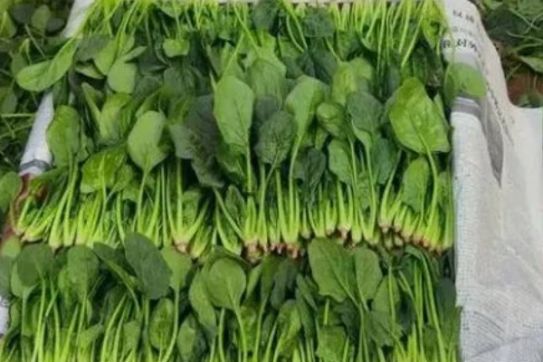 菠菜如何收割，直接从根部切下即可