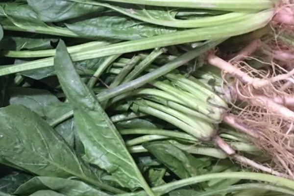 菠菜如何收割，直接从根部切下即可