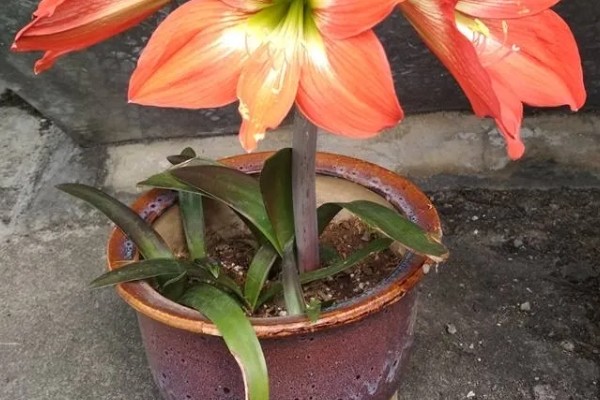 种朱顶红用什么材质的花盆，选择瓦盆为佳