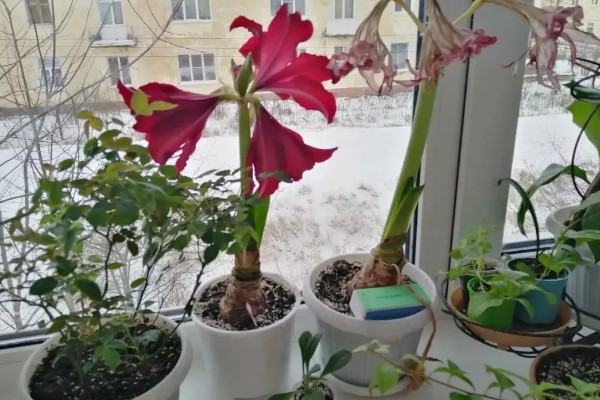 种朱顶红用什么材质的花盆，选择瓦盆为佳