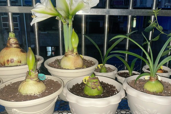 种朱顶红用什么材质的花盆，选择瓦盆为佳