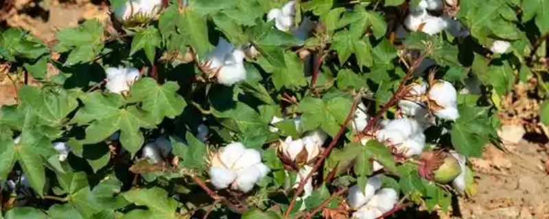 棉花生长在什么位置，棉花长在树上