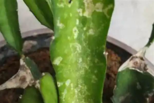 火龙果的病虫害及防治方法，常见的有炭疽病、疮痂病等