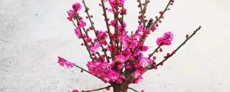 红梅可以养在家里吗，不适合养在家里