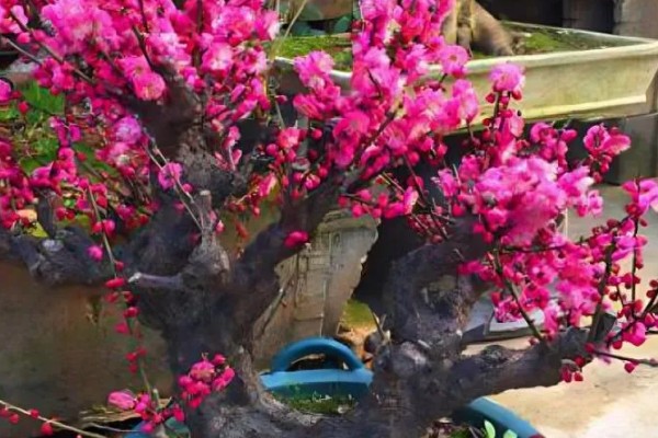 红梅可以养在家里吗，不适合养在家里