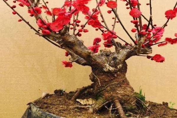红梅可以养在家里吗，不适合养在家里