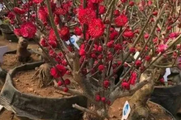 红梅可以养在家里吗，不适合养在家里