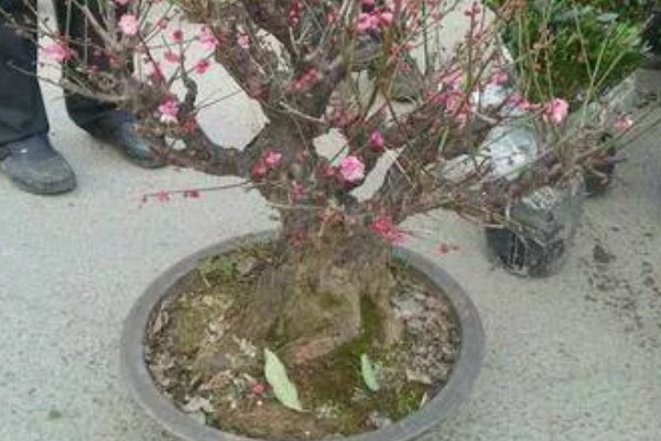 红梅可以养在家里吗，不适合养在家里