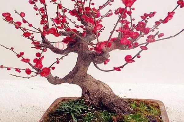 红梅可以养在家里吗，不适合养在家里