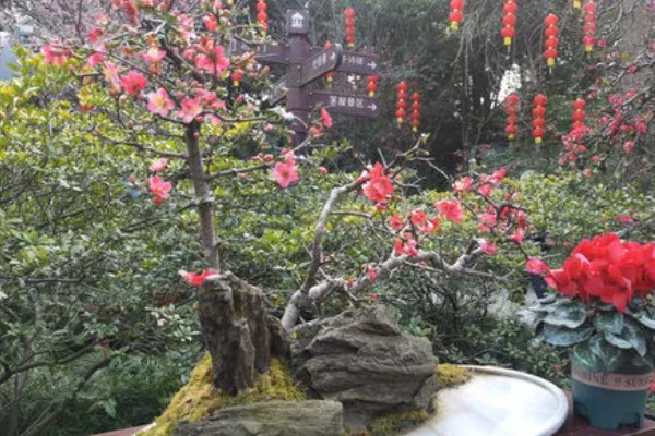 红梅可以养在家里吗，不适合养在家里