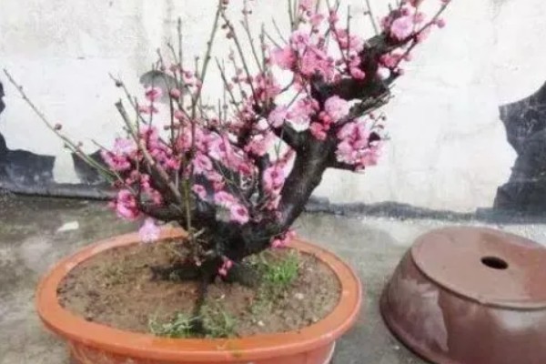 红梅可以养在家里吗，不适合养在家里