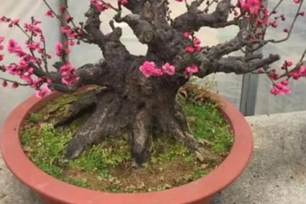 红梅可以养在家里吗，不适合养在家里