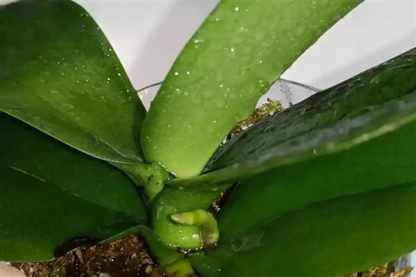 如何让蝴蝶兰快速开花，要为植株提供适宜的光照